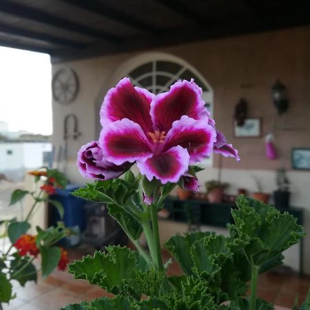 ラハレスCasa Papiアパートメント エクステリア 写真